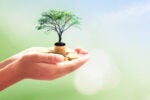 Hands holding a small tree growing from a stack of coins, symbolizing financial growth and investment in sustainability.