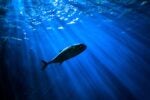 A fish swimming underwater with beams of sunlight filtering through the water, creating a tranquil, blue-hued atmosphere.