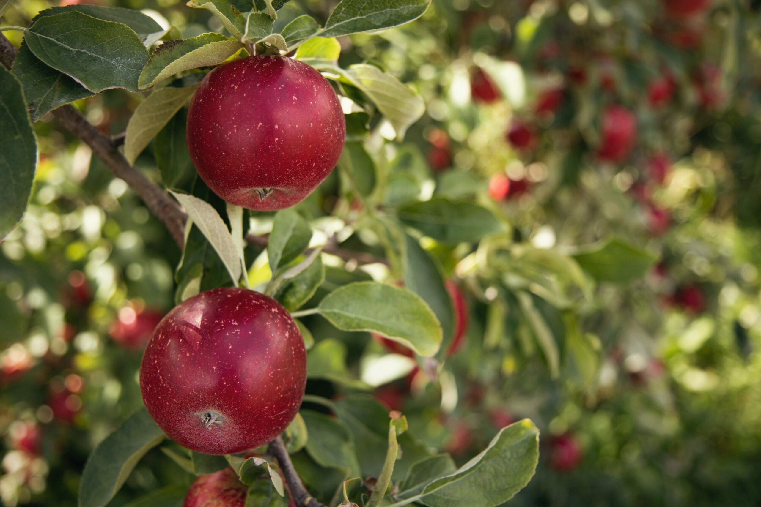 Red apples on a tree branch surrounded by green leaves in an orchard.