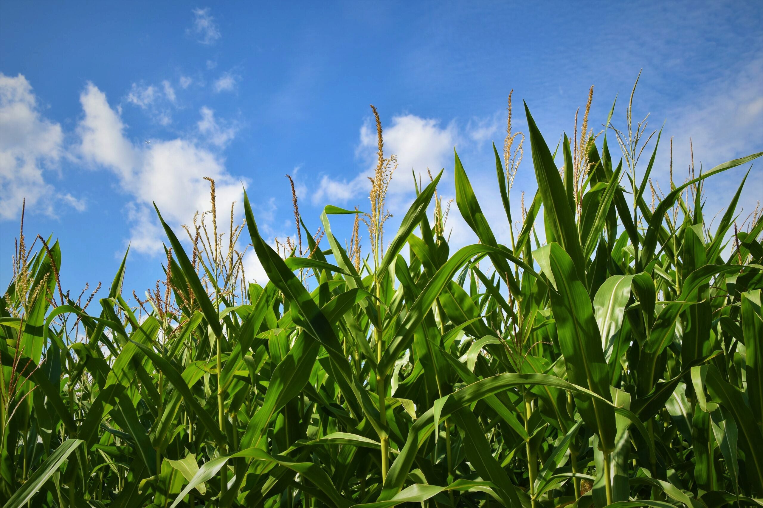 A green cornfield with tall stalks set against a blue sky with scattered clouds. It represents agriculture and farming landscapes.