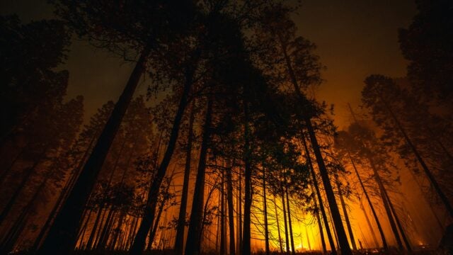 A forest fire at night with tall trees silhouetted against the orange glow of the flames.