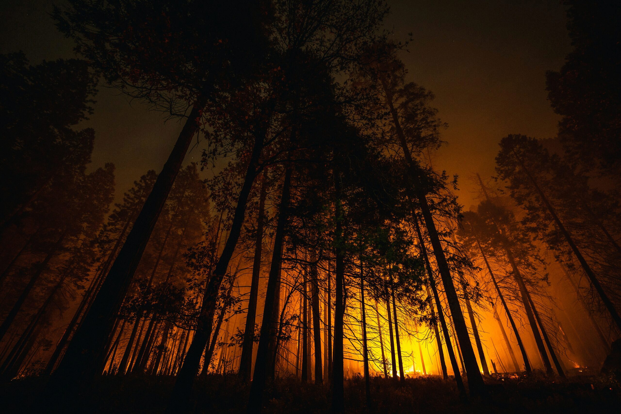 A forest fire at night with tall trees silhouetted against the orange glow of the flames.